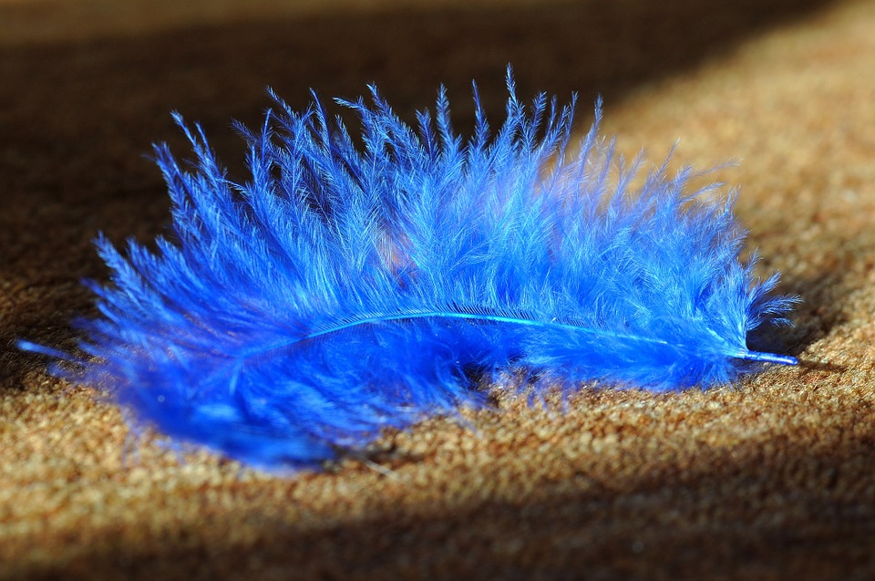 feather-657483_960_720