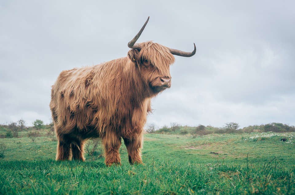 highland-cattle-1850904_960_720