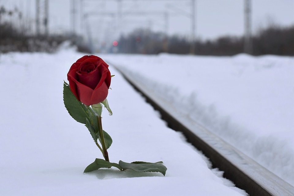 red-rose-in-snow-3928306_960_720