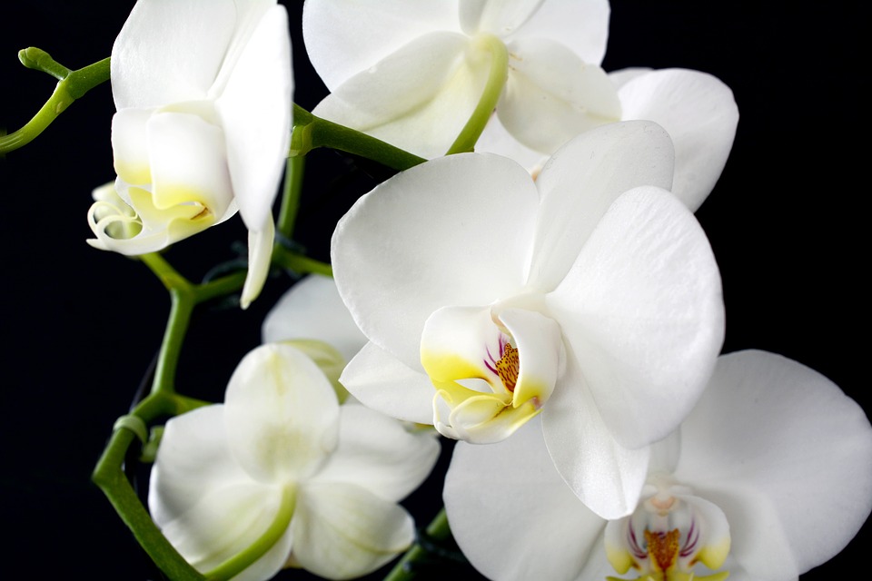 orchid-3097458_960_720