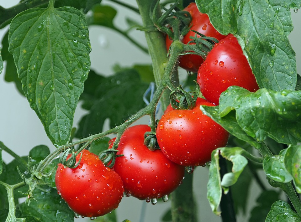tomatoes-1561565_960_720