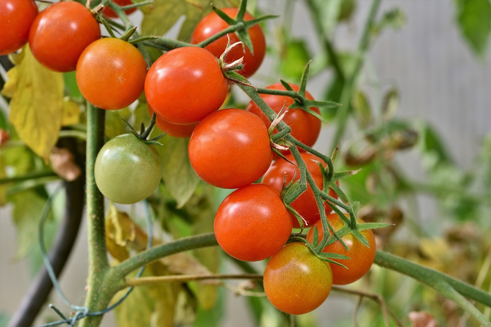 tomatoes-4434850_960_720