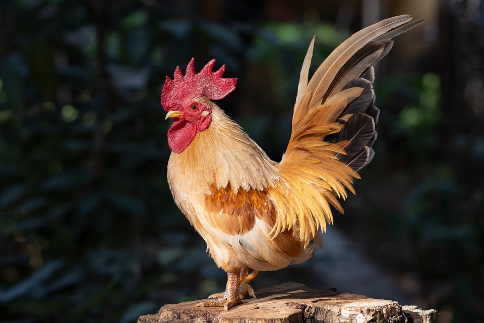 rooster-4738002_960_720
