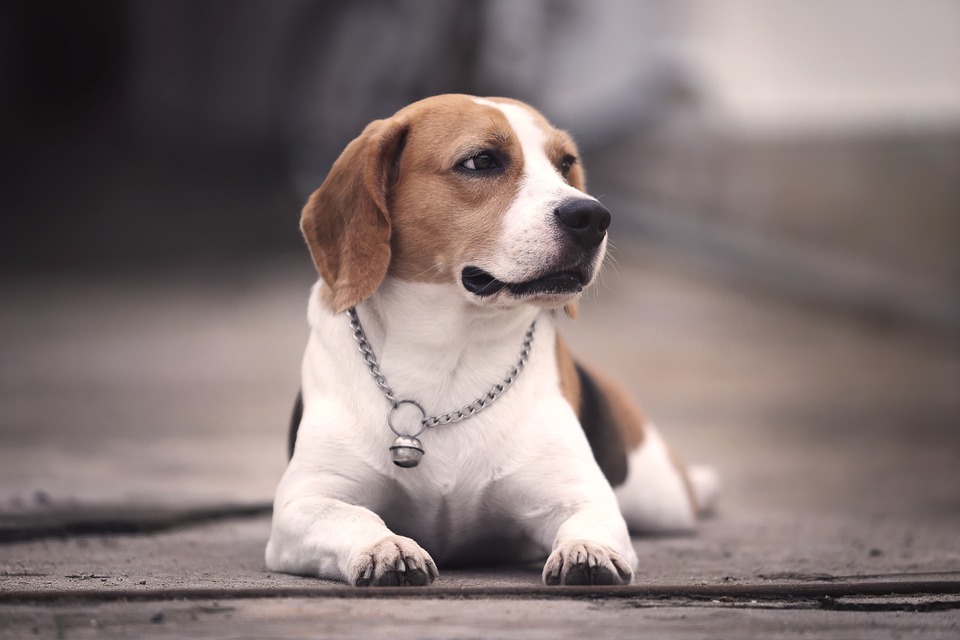 beagle-5392662_960_720