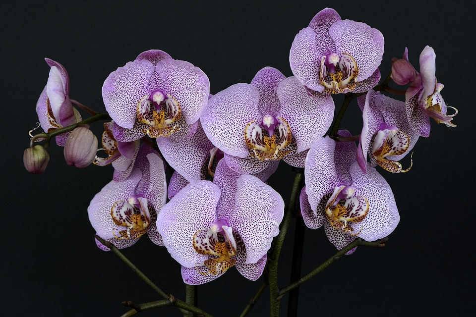 orchids-1528330_960_720