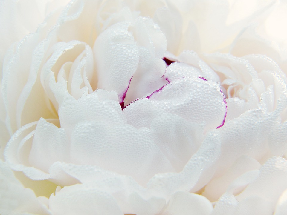 peony-4287589_960_720