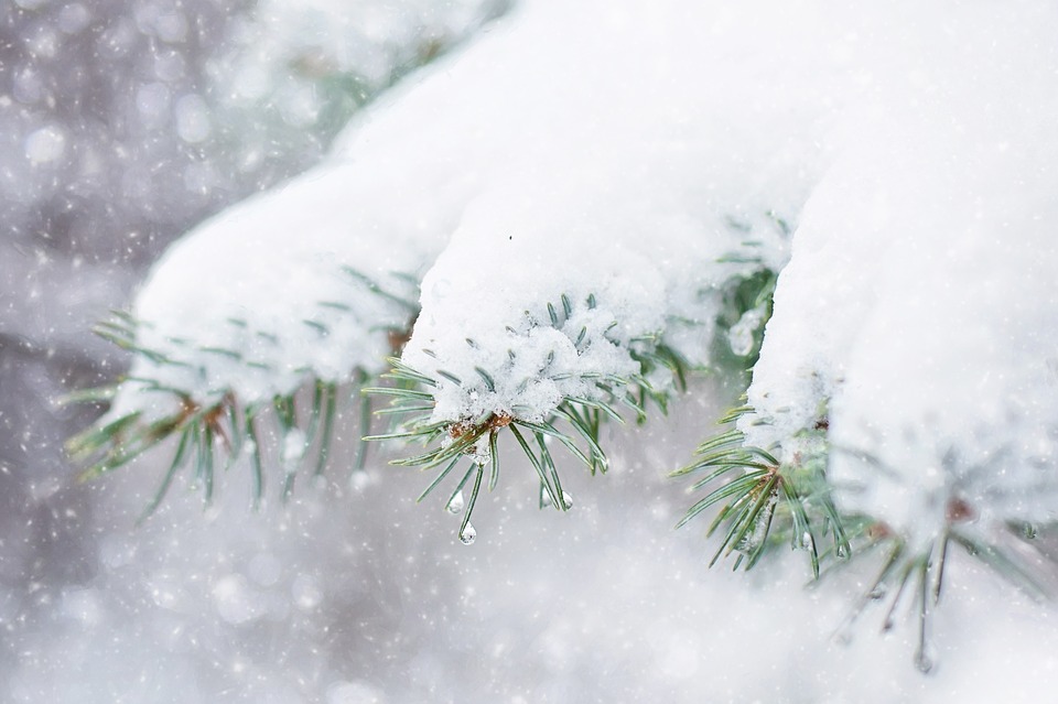 snow-in-pine-tree-1265118_960_720