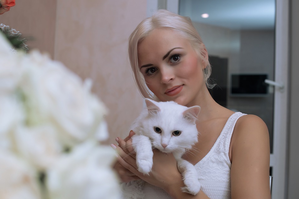 white-cat-with-blonde-4655232_960_720
