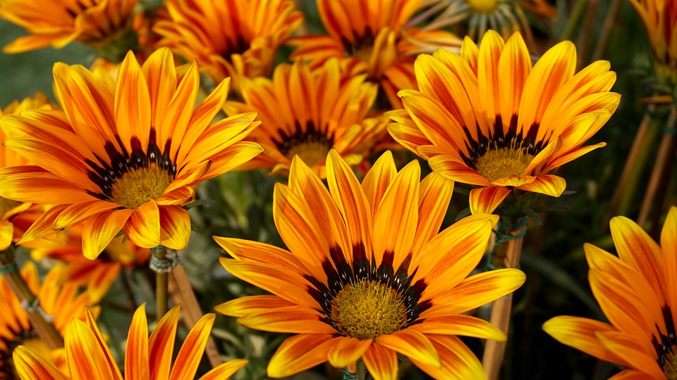 sunflowers-1853562_960_720