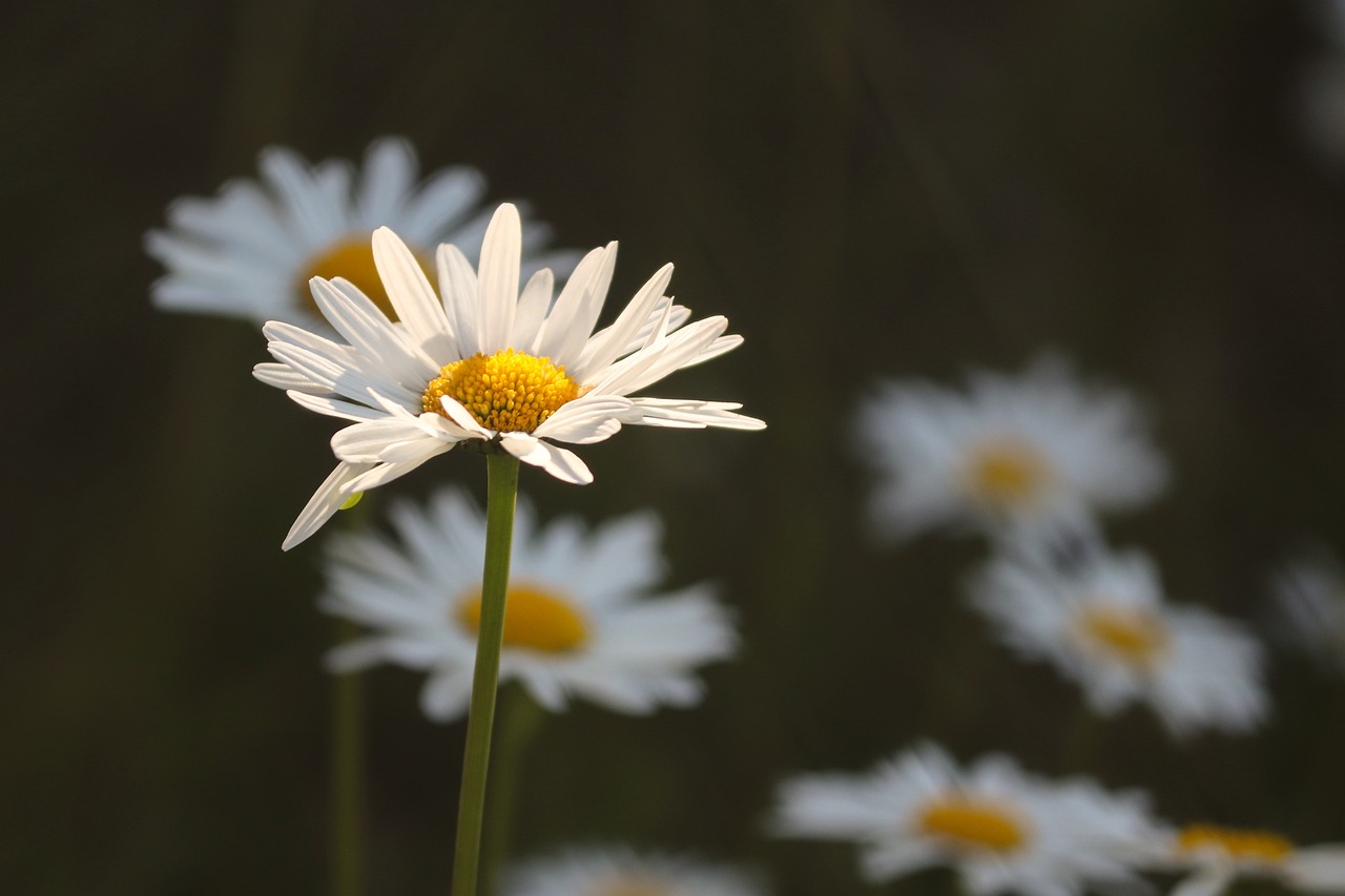 daisies-5232284_1280