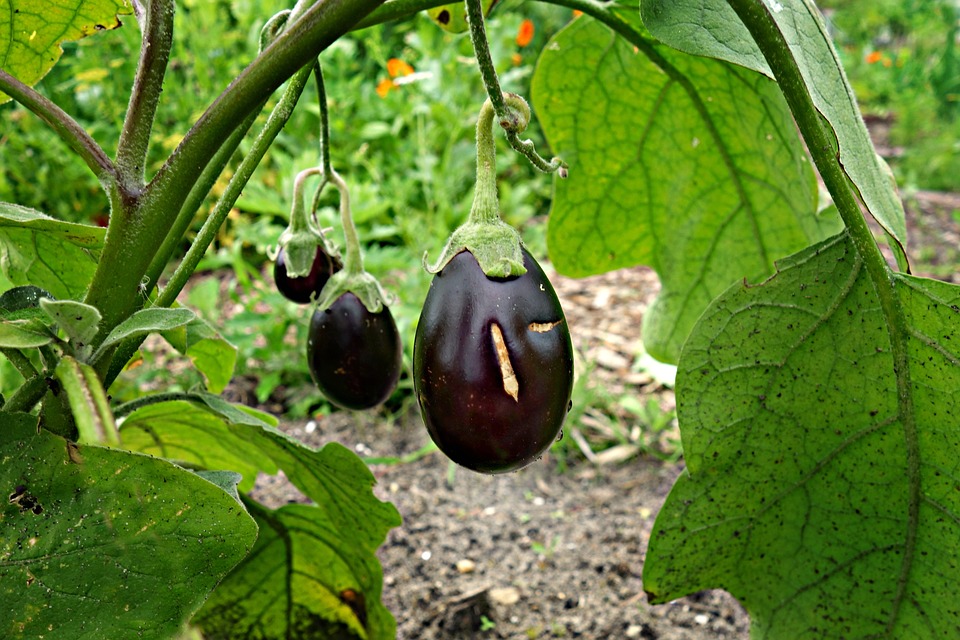 eggplant-1491949_960_720