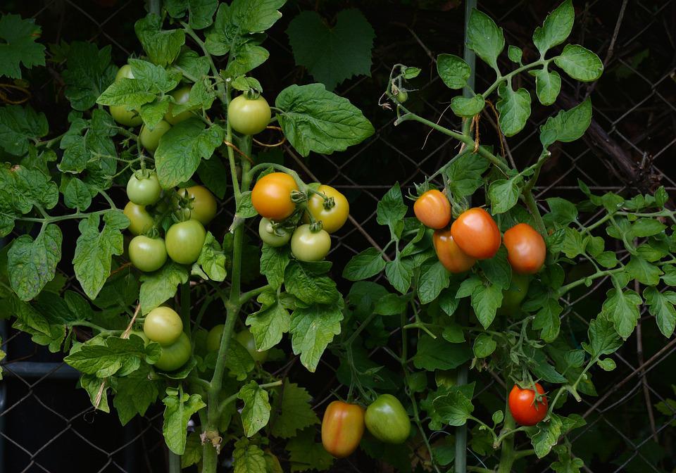 tomatoes-1583145_960_720