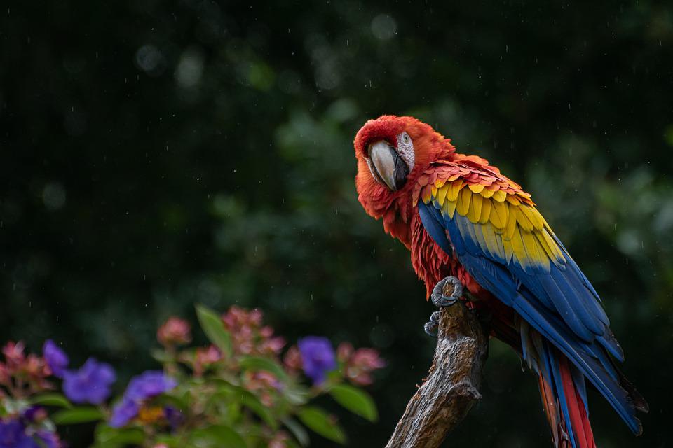 macaw-6488472_960_720