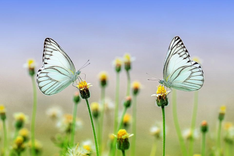 butterflies-1127666_960_720