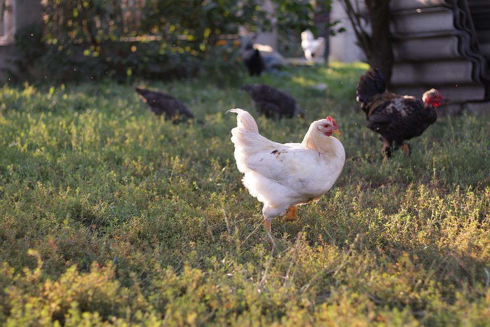 chickens-4540117_960_720