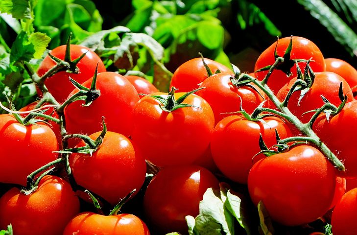 tomatoes-1280859__480