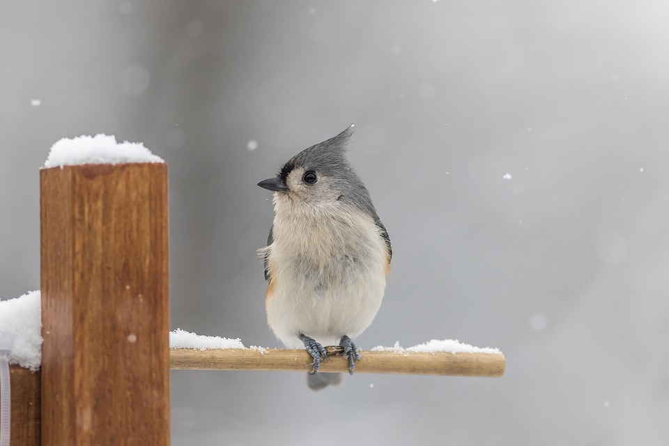 tufted-titmouse-5845780_960_720