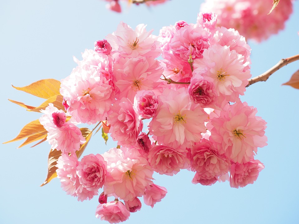 cherry-blossom-1260641_960_720