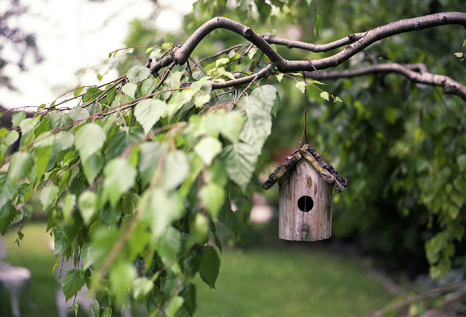 bird-feeder-2344414_960_720