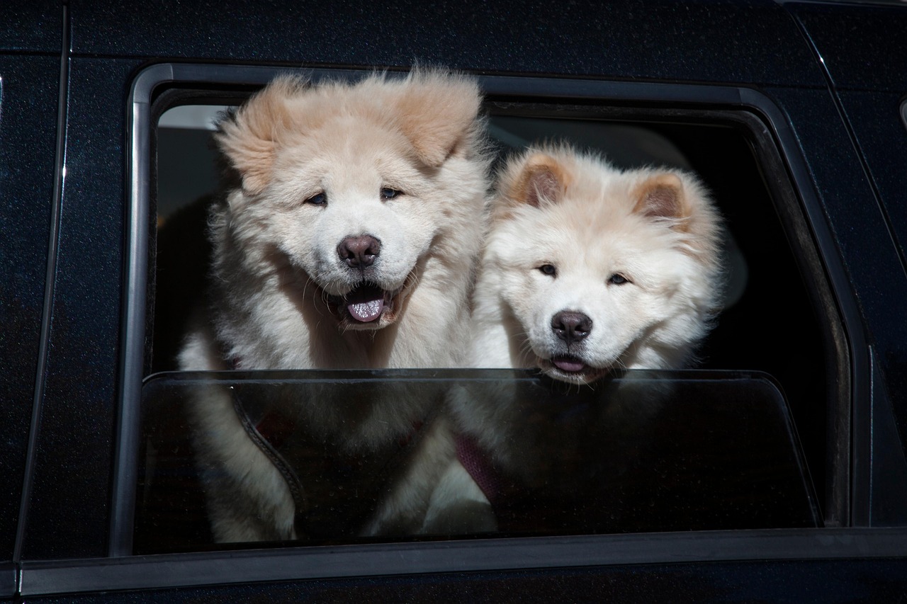 chow-chow-6488849_1280