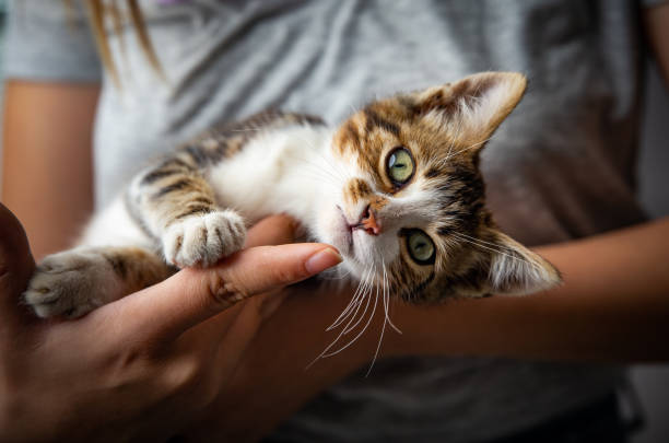 Photograph of a kitten and it's owner in a studio backdrop