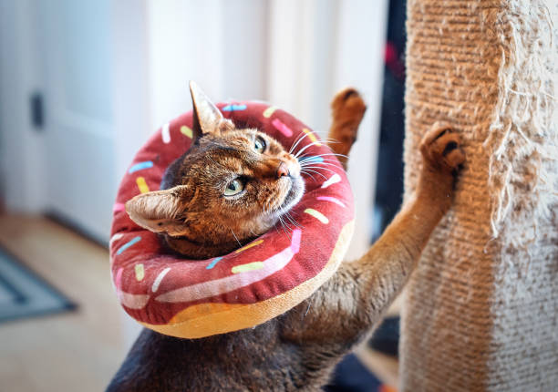 Abyssinian cat with a plush collar is sharpening its claws on a scratching post. The plush collar, resembling a doughnut, protects the cat from itching its head, eyes, and ears due to allergies. The cat is located in a corridor near the entrance door.